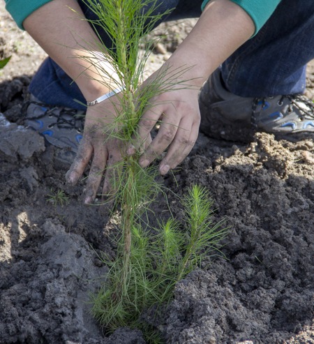 persona reforestando